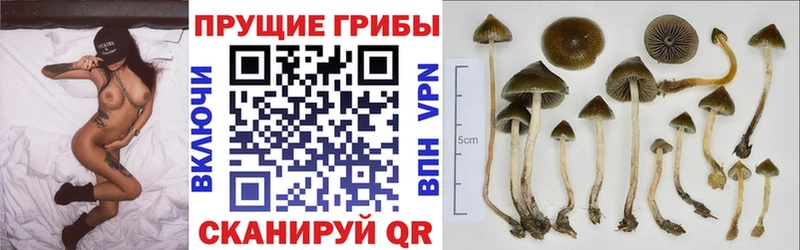 Галлюциногенные грибы GOLDEN TEACHER  как найти закладки  Карабулак 